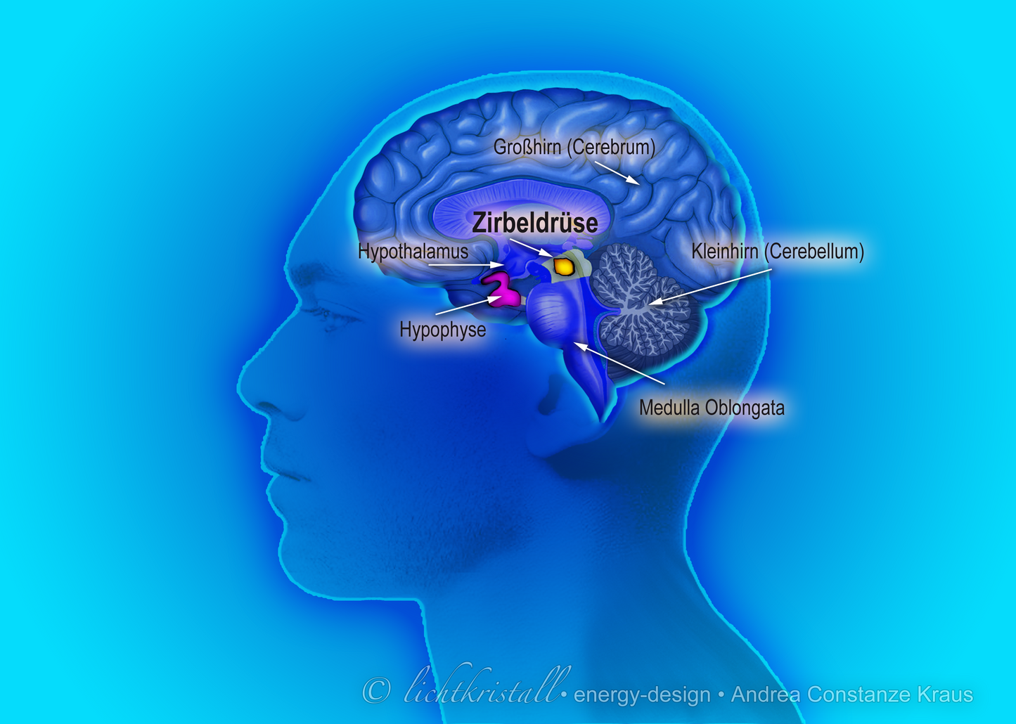 METAVITAL-Expert / BASIS-Scan